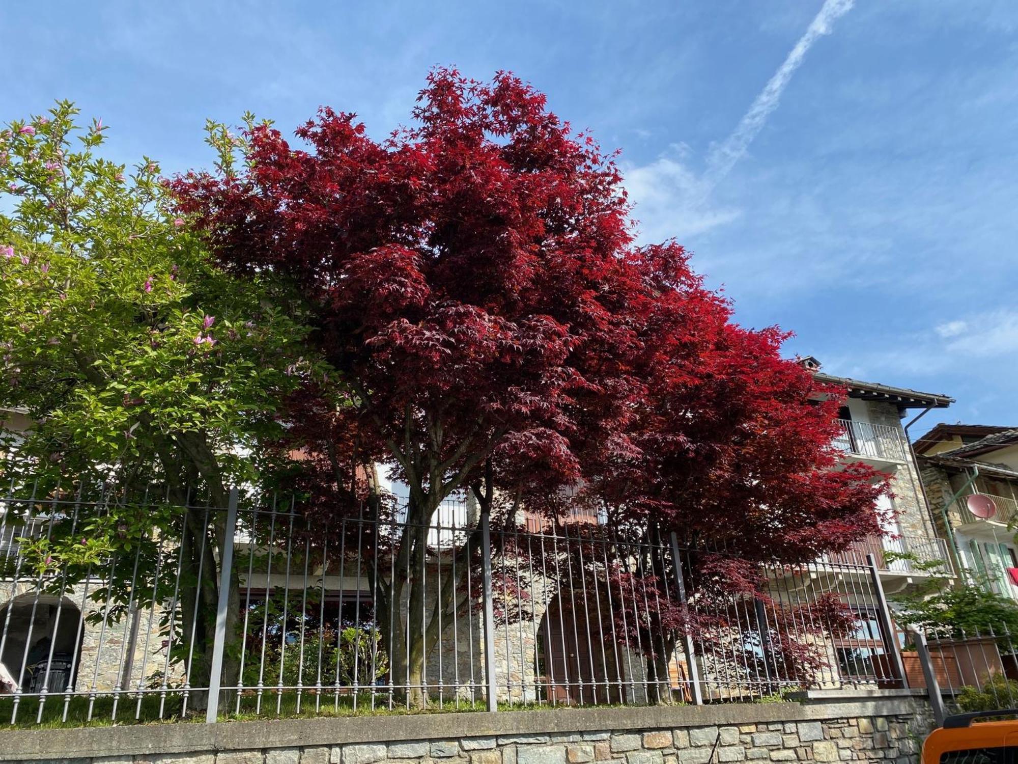 La Casa Di Nina - Traves Villa Pessinetto Dış mekan fotoğraf